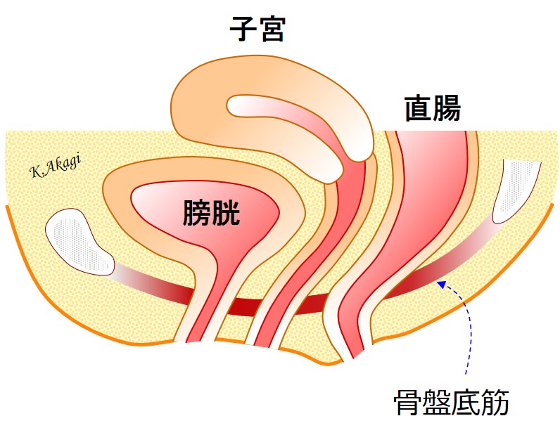 子宮脱 膀胱瘤の原因
