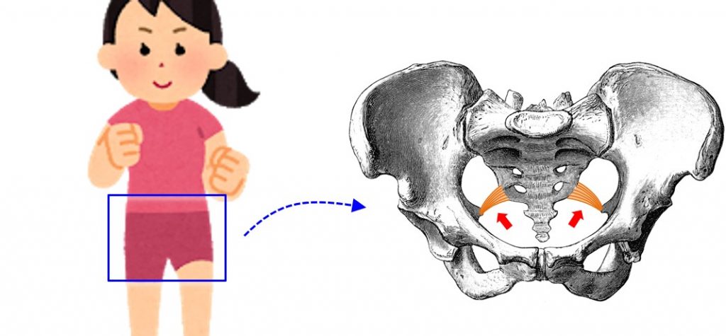 骨盤臓器脱手術で使われる靭帯のお話 今回はマニアックです よくわかる骨盤臓器脱